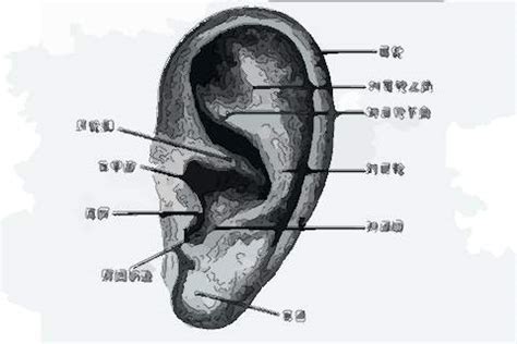 耳旁有痣|耳朵有痣的命运好吗？左右耳有痣区别很大！你一定不知道